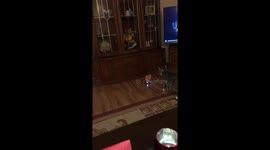 Playing with my cat: I put his favorite bunny toy on electro car with remote controller