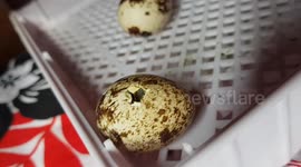 Breeding my own quail from Eggs in a incubator