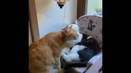 Adorable moment of a cat loves being groomed by his best friend