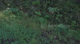 Foresta nel centro Sardegna