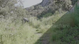 Foresta nei pressi di benetutti (Sardegna)