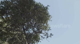 Video sul bosco di Benertutti in Sardegna