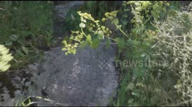 Foresta nei pressi di Benetutti in Sardegna