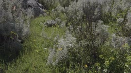Foresta in Sardegna - Benetutti
