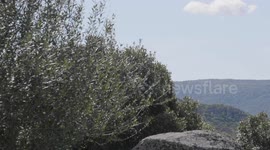 Foresta nel centro Sardegna