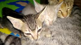 Adult cat filmed still suckles from mother cat who's just given birth to kittens