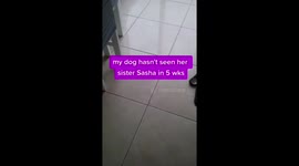 Dog hasn't seen her sister since Covid Lockdown watch her reaction