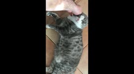 Cute cat chilling