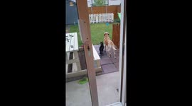 Dog protects cat from a tom cat