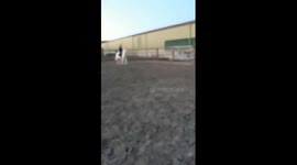 The horse who didn't want to jump !