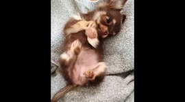 Puppy makes the cutest rollover