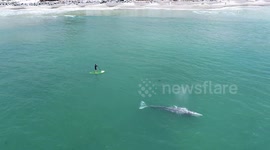 Stand up paddle boarder with gray whale