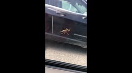 Ain’t Nothin But a Bee Thing! (Bee Lands on My Car Window.)