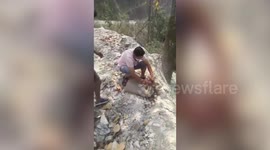 Rock python strays into residential area, rescued by wildlife officials in northeastern India