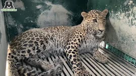 Leopard strikes panic rescued after 10-hour long operation in northern India
