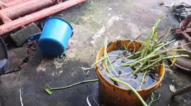 Two turtles were found in a residential gutter in Palembang, Indonesia