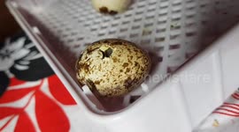UK dad teaches daughter about hatching chicks using incubator during COVID-19 lockdown