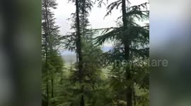 Leopard takes refuge atop slender, tall tree in northern India