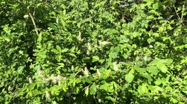White Butterfly darting in and out of bushes on a sunny day.