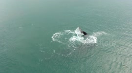 Drone captures Southern Right Whale calf slapping its tail