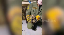 Kitten rescued after spending night stuck in drainpipe behind kitchen wall in apartment in Thailand