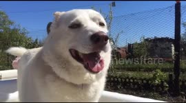 A girl helps her pet to take a bath