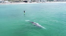 Huge grey whale surprises paddle boarder by following him through waters off California's coast