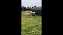 WINDY HORSE