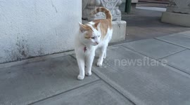 When cat is the only living creature around on empty street during Coronavirus lockdown - London