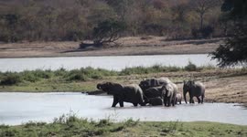 Two cute baby elephants try to keep up with Mum, but are they twins? Lake Kazuni, Vwaza Marsh Wildlife Reserve, Malawi.