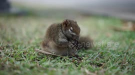 A cute pet squirrel eating a prune.