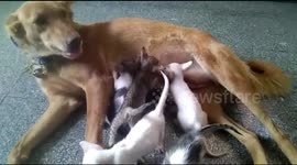 Kind dog becomes foster mother to five orphaned kittens in South India