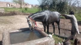 Horse playing with water