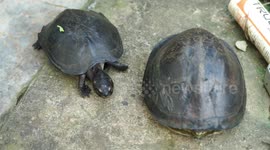 Two turtles were found in a ditch housing in Palembang, Indonesia