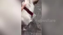 Dog in the Philippines is helping coronavirus fight by joining nightly curfew patrols