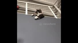 Cat shows off its amazing ball skills
