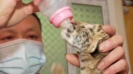 Female liger and male tiger give birth to three babies for first time in China