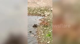 Otters and feral dogs have dramatic showdown in central India