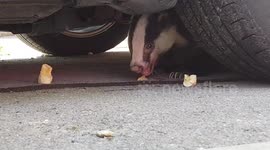 Injured badger is rescued from under car in southern UK