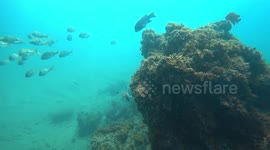 Underwater Reef in California