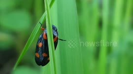 A small insect walking on weeds