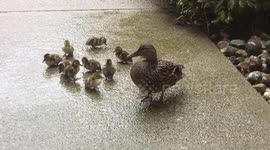 Cute mother duck and her ducklings enjoy a rainy day in New Jersey