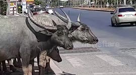 Herd of buffalo use zebra crossing on busy road in Thailand