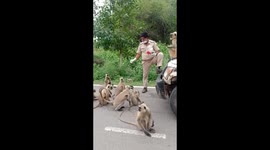 Police feed monkey on side of the road in south east India