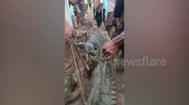 Locals in Indonesia capture and kill crocodile after fisherman's death