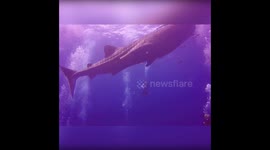 Close Shark Encounters