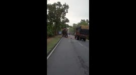 Elephant on road
