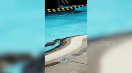 Monitor lizard enjoys dip in hotel swimming pool in Thailand during COVID-19 lockdown