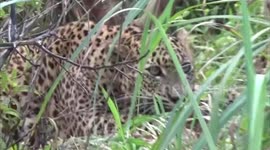 Wildlife officials rescue leopard trapped in Sri Lanka tea garden