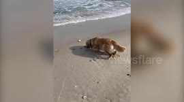 Dog bravely saves his ball from ‘drowning’